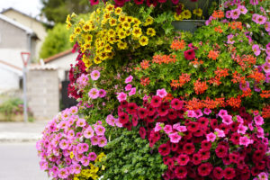 Fleurissement multicolor dans une rue